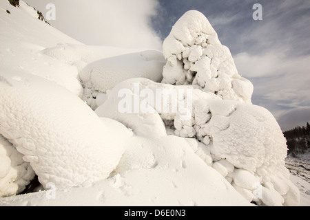 Eine Stechpalme verputzt im Schnee auf der Seite Lakelandpoeten, Lake District UK, im Falle der letzten Zeit extremen Wetter März 2013. Stockfoto