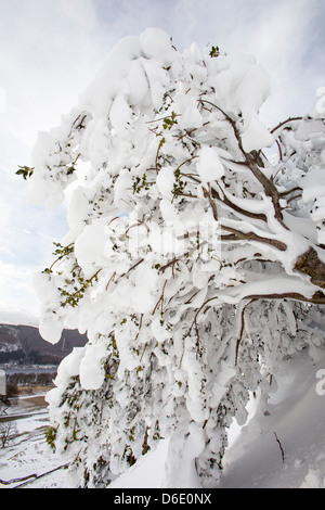 Eine Stechpalme verputzt im Schnee auf der Seite Lakelandpoeten, Lake District UK, im Falle der letzten Zeit extremen Wetter März 2013. Stockfoto