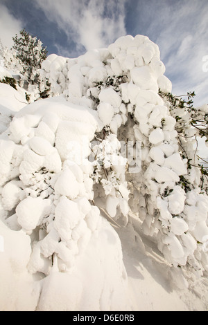 Eine Stechpalme verputzt im Schnee auf der Seite Lakelandpoeten, Lake District UK, im Falle der letzten Zeit extremen Wetter März 2013. Stockfoto