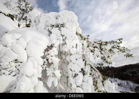 Eine Stechpalme verputzt im Schnee auf der Seite Lakelandpoeten, Lake District UK, im Falle der letzten Zeit extremen Wetter März 2013. Stockfoto