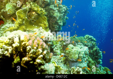 Scalefin Anthias, über dem Korallenriff, Red Sea June1988 schieben Sie Konvertierungen, Ägypten, Sinai-Halbinsel, Sudan Safari Boot Tauchen Schwimmen Stockfoto