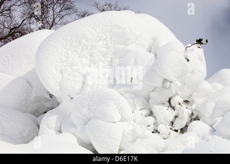 Eine Stechpalme verputzt im Schnee auf der Seite Lakelandpoeten, Lake District UK, im Falle der letzten Zeit extremen Wetter März 2013. Stockfoto