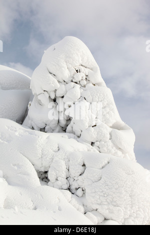 Eine Stechpalme verputzt im Schnee auf der Seite Lakelandpoeten, Lake District UK, im Falle der letzten Zeit extremen Wetter März 2013. Stockfoto