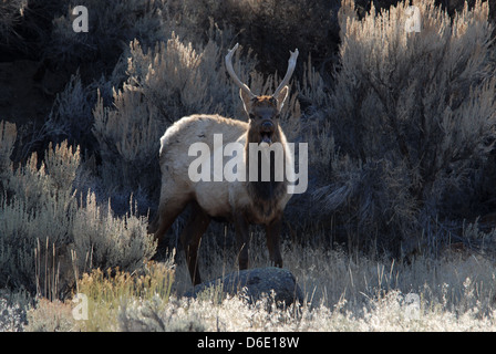 Elch, Cervus Elaphus, Yellowstone NP. Montana Stockfoto