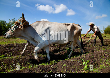 Landwirtschaft, Landwirte, Bauern, Menschen und kubanische Männer bei Arbeiten im landwirtschaftlichen Bereich. ANAP landwirtschaftlichen Genossenschaft in Guines, Kuba. Ochsen pflügen Stockfoto