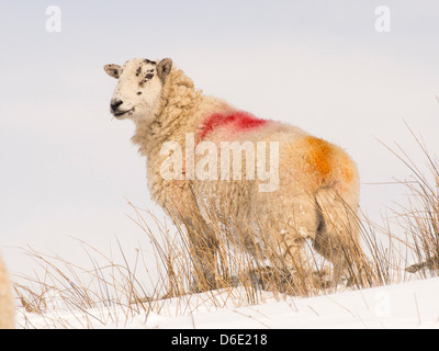 Schaf-Kampf in das heftige Winterwetter in der Nähe von Ambleside, Lake District, England, Ende März 2013. Stockfoto