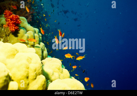 Scalefin Anthias, über dem Korallenriff, Red Sea June1988 schieben Sie Konvertierungen, Ägypten, Sinai-Halbinsel, Sudan Safari Boot Tauchen Schwimmen Stockfoto