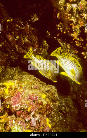 Süßlippen, Plectorhinchus Lineatus, Rote Meer Juni 1988 schieben Sie Konvertierungen, Ägypten, Sinai-Halbinsel, Sudan Safari Boot Tauchen, Stockfoto