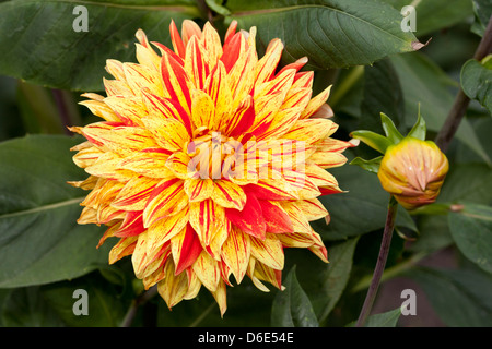 Dæhlie "Sultan" Dahlia Hybrida, Asteraceae Stockfoto