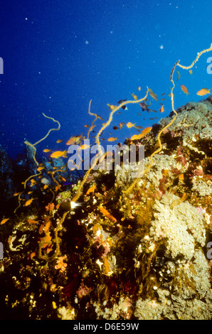 Scalefin Anthias, über dem Korallenriff, Red Sea June1988 schieben Sie Konvertierungen, Ägypten, Sinai-Halbinsel, Sudan Safari Boot Tauchen Schwimmen Stockfoto