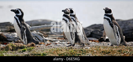 Datei - ein Archiv Bild datiert 27. November 2008 Magellan-Pinguine (Spheniscus Magellanicus zeigt) entlang den Ufern des Seno Otway in der Nähe der Hafenstadt Punta Bereiche, Chile. Mehr als zehntausend dieser Pinguine kommen hierher, um zwischen September und April zu züchten. Foto: Jan Woitas Stockfoto