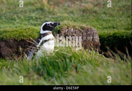 Datei - eine Archiv Bild datiert 27. November 2008 zeigt ein Magellan-Pinguin (Spheniscus Magellanicus) Schlupf an den Ufern des Seno Otway in der Nähe der Hafenstadt Punta Bereiche, Chile. Mehr als zehntausend dieser Pinguine kommen hierher, um zwischen September und April zu züchten. Foto: Jan Woitas Stockfoto