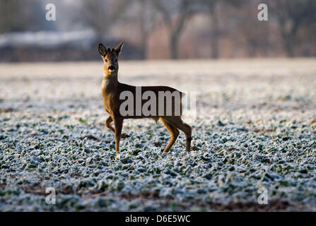 Ein junger Rehbock steht auf einem Feld im Raureif in der Nähe von Lampertheim, Deutschland, 18. Januar 2012 behandelt. Temperaturen unter dem Gefrierpunkt und gefrorenen Boden erschwerte Nahrungssuche für die Tiere am Morgen, im Laufe des Tages wuchs es wärmer und wärmer. Foto: Frank Rumpenhorst Stockfoto