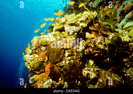 Scalefin Anthias, über dem Korallenriff, Red Sea June1988 schieben Sie Konvertierungen, Ägypten, Sinai-Halbinsel, Sudan Safari Boot Tauchen Schwimmen Stockfoto
