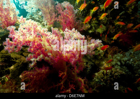 Scalefin Anthias, über dem Korallenriff, Red Sea June1988 schieben Sie Konvertierungen, Ägypten, Sinai-Halbinsel, Sudan Safari Boot Tauchen Schwimmen Stockfoto