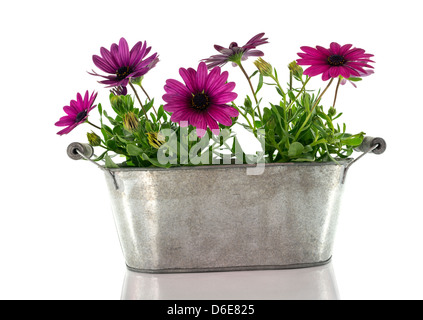 Rosa spanischen Gänseblümchen isoliert auf weißem Hintergrund Stockfoto