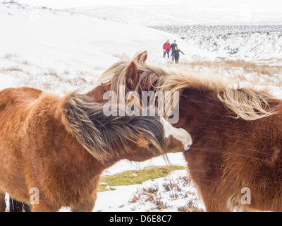 Unübliche Kälte Ende März, Shropshire, UK Ponys auf der Long Mynd oberhalb Kirche Stretton, sank. Stockfoto