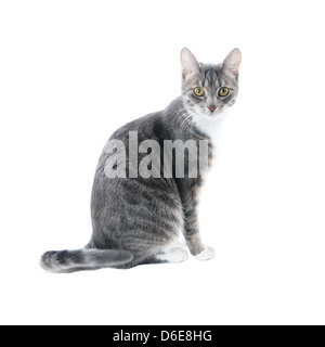Silber grau Tabby Katze mit weißer Brust und Pfoten, die isoliert auf weißem Hintergrund Stockfoto