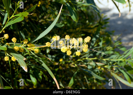 Gold-Akazie (Acacia Pycnantha) Baum Acacia in Blume, Paphos, Zypern. Stockfoto
