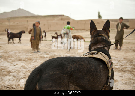 Wilbur, ein US Marine Special Operations arbeitender Hund und seinem Führer während einer Patrouille mit Afghan National Army Spezialeinheiten, einen Distrikt-Governor einer Schule 15. April 2013 in der Provinz Helmand, Afghanistan zu eskortieren. Stockfoto