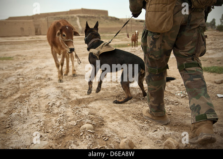 Konfrontieren Sie Wilbur, ein US Marine Special Operations arbeitender Hund und seinem Führer eine Kuh während einer Patrouille mit Afghan National Army Spezialeinheiten, einen Distrikt-Governor einer Schule 15. April 2013 in der Provinz Helmand, Afghanistan zu eskortieren. Stockfoto