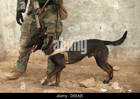 Wilbur, ein US Marine Special Operations arbeitender Hund und seinem Führer Sicherheit während einer Patrouille mit Afghan National Army Spezialeinheiten, einen Distrikt-Governor einer Schule 15. April 2013 in der Provinz Helmand, Afghanistan zu eskortieren. Stockfoto