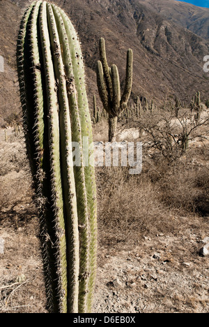 Salta, Provincia di Salta, Argentinien Stockfoto