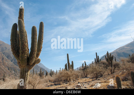 Salta, Provincia di Salta, Argentinien Stockfoto