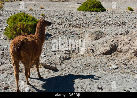 Salta, Provincia di Salta, Argentinien Stockfoto