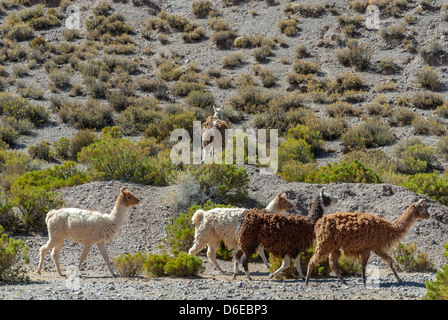 Salta, Provincia di Salta, Argentinien Stockfoto