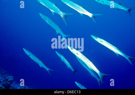 Blackfin Barracudas, größten Quenie, Rote Meer Juni 1988 schieben Sie Konvertierungen, Ägypten, Sinai-Halbinsel, Sudan Safari Boot Tauchen, Stockfoto