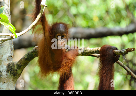 Junger Orang-Utan - Semenggoh Wildlife Rehabilitation Centre in der Nähe von Kuching, Sarawak, Borneo Stockfoto