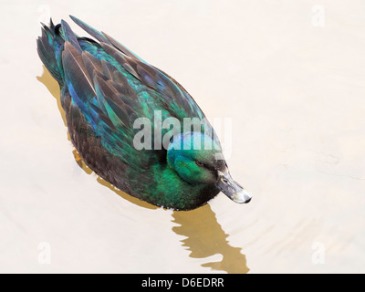 Eine wilde Ente mit Flaschengrün Gefieder Stockfoto