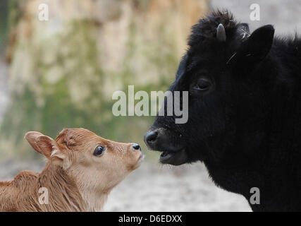 Zebu Kalb Lea (L) blickt auf ein Mitglied ihrer Herde im Berliner Zoo in Berlin, Deutschland, 27. Januar 2012. Der kleine Zebu geboren am 14. Januar 2012. Foto: Britta Pedersen Stockfoto