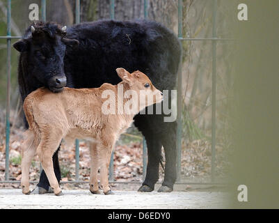 Zebu-Kalb sieht Lea (L) steht neben ein Mitglied ihrer Herde genannt Flora im Berliner Zoo in Berlin, Deutschland, 27. Januar 2012. Der kleine Zebu geboren am 14. Januar 2012. Foto: Britta Pedersen Stockfoto