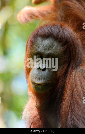 Weiblicher Orang-Utan - Semenggoh Wildlife Rehabilitation Centre in der Nähe von Kuching, Sarawak, Borneo Stockfoto