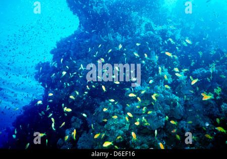 Scalefin Anthias, über dem Korallenriff, Red Sea June1988 schieben Sie Konvertierungen, Ägypten, Sinai-Halbinsel, Sudan Safari Boot Tauchen Schwimmen Stockfoto