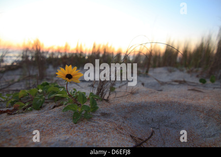 eine Wildblume am Strand in florida Stockfoto