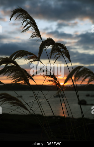 Silhouette des orientalischen Gräser gegen einen Sonnenuntergang in den Inneren Hebriden in Schottland Stockfoto