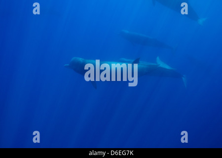 Nördliche Entenwal (Hyperoodon Ampullatus) Stockfoto