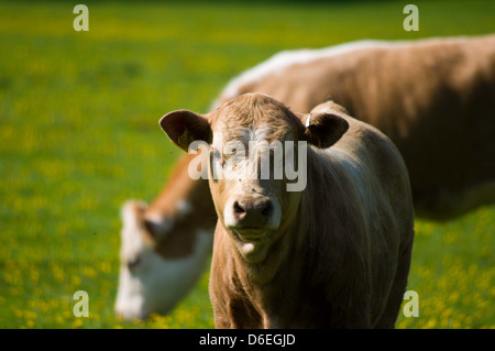 Devon Kalb und Kuh auf der Weide Stockfoto