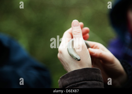 Eine langsame Schnecke in jemandes hand Stockfoto