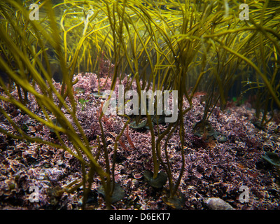 Thongweed in einem Rock pool Stockfoto