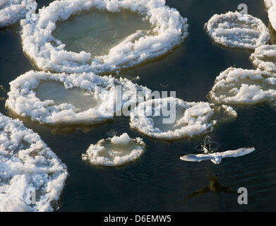 Eine Möwe beginnt fliegen zwischen Eisschollen treiben am Fluss Oder in Frankfurt (Oder), Deutschland, 6. Februar 2012. Foto: PATRICK PLEUL Stockfoto