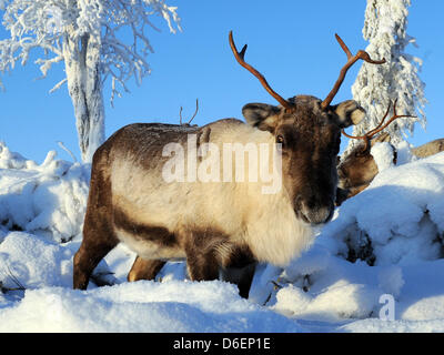 Rentiere steht in Lappland in Pajala, Schweden, 4. Februar 2012. Die teilweise domestizierte Tiere in Freiheit leben und sind durch das Volk der Samen nur für diese Marke oder zur Schlachtung getrieben. Foto: Britta Pedersen Stockfoto