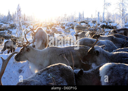 Rentiere steht in Lappland in Pajala, Schweden, 4. Februar 2012. Die teilweise domestizierte Tiere in Freiheit leben und sind durch das Volk der Samen nur für diese Marke oder zur Schlachtung getrieben. Foto: Britta Pedersen Stockfoto