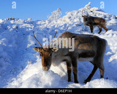 Rentiere steht in Lappland in Pajala, Schweden, 4. Februar 2012. Die teilweise domestizierte Tiere in Freiheit leben und sind durch das Volk der Samen nur für diese Marke oder zur Schlachtung getrieben. Foto: Britta Pedersen Stockfoto