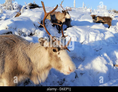 Rentiere steht in Lappland in Pajala, Schweden, 4. Februar 2012. Die teilweise domestizierte Tiere in Freiheit leben und sind durch das Volk der Samen nur für diese Marke oder zur Schlachtung getrieben. Foto: Britta Pedersen Stockfoto