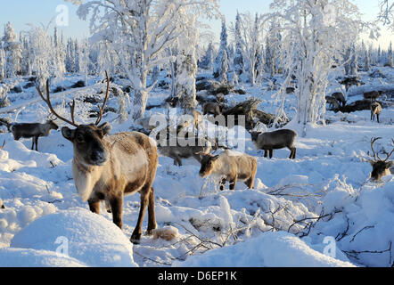 Rentiere steht in Lappland in Pajala, Schweden, 4. Februar 2012. Die teilweise domestizierte Tiere in Freiheit leben und sind durch das Volk der Samen nur für diese Marke oder zur Schlachtung getrieben. Foto: Britta Pedersen Stockfoto