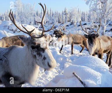 Rentiere steht in Lappland in Pajala, Schweden, 4. Februar 2012. Die teilweise domestizierte Tiere in Freiheit leben und sind durch das Volk der Samen nur für diese Marke oder zur Schlachtung getrieben. Foto: Britta Pedersen Stockfoto